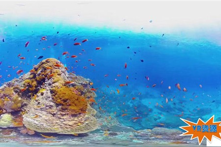 探秘海底世界 239MB 极限刺激类VR视频