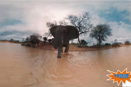 非洲大象 162MB 动物萌宠类VR视频