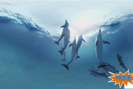 与海豚一起游泳 73MB 极限刺激类VR视频