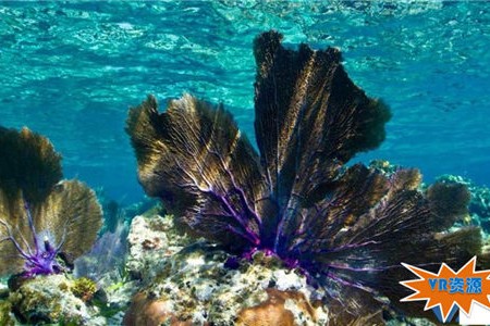 拯救珊瑚礁VR视频下载 141MB 环球旅行类