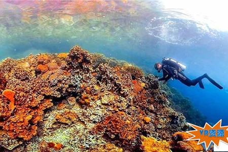 帕劳海底神奇珊瑚VR视频下载 150MB 环球旅行类