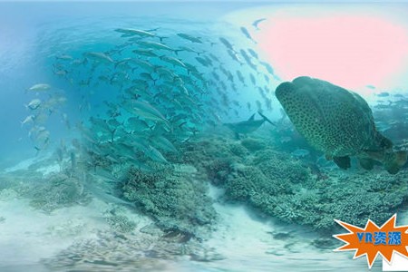 大堡礁海豚群 98MB 极限刺激类VR视频