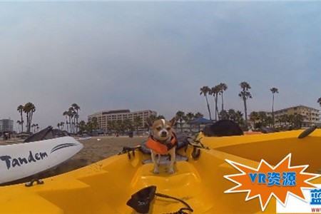 皮划艇与宠物狗VR视频下载 133MB 体育运动类