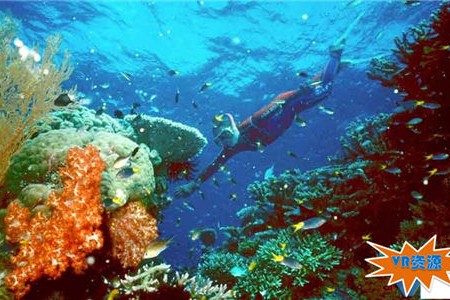 大堡礁水下奇观VR视频下载 141MB 环球旅行类