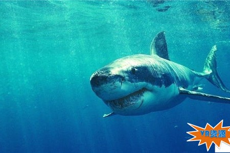 深海大白鲨3D下载 110MB 动物萌宠类VR视频