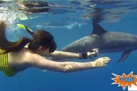 与野生海豚同游VR视频下载 126MB 环球旅行类