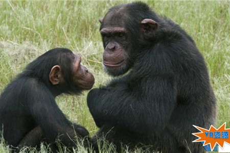 野生大猩猩玩自拍下载 141MB 动物萌宠类VR视频